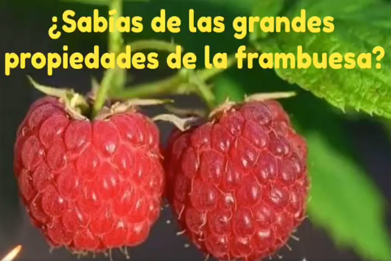 ¿sabías las propiedades de la frambuesa?